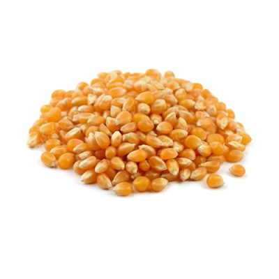 Pop Corn Seed